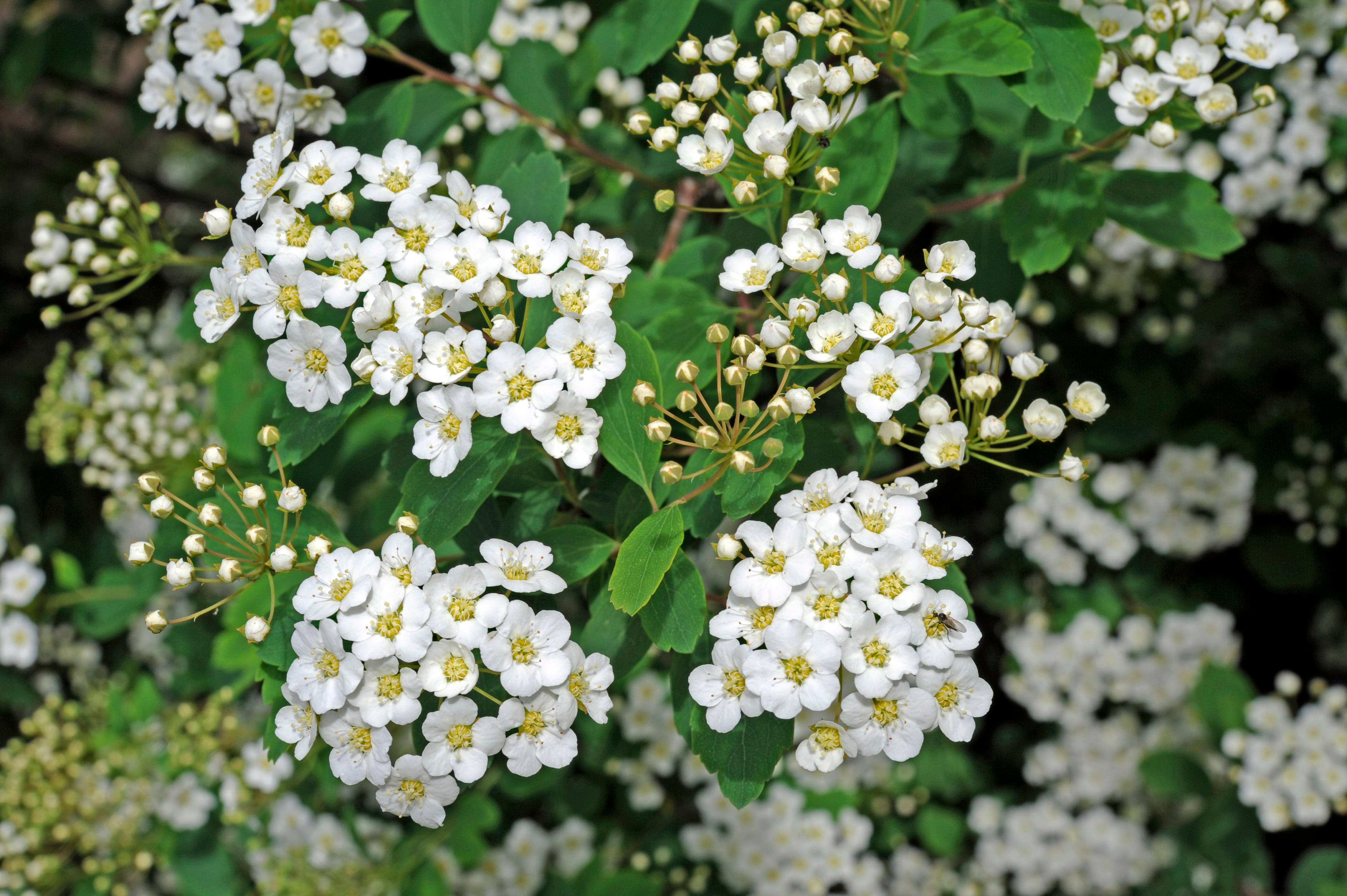 El momento álgido de la espírea de Van Houtte, el arbusto de nombre aristocrático que prefiere crecer aislado