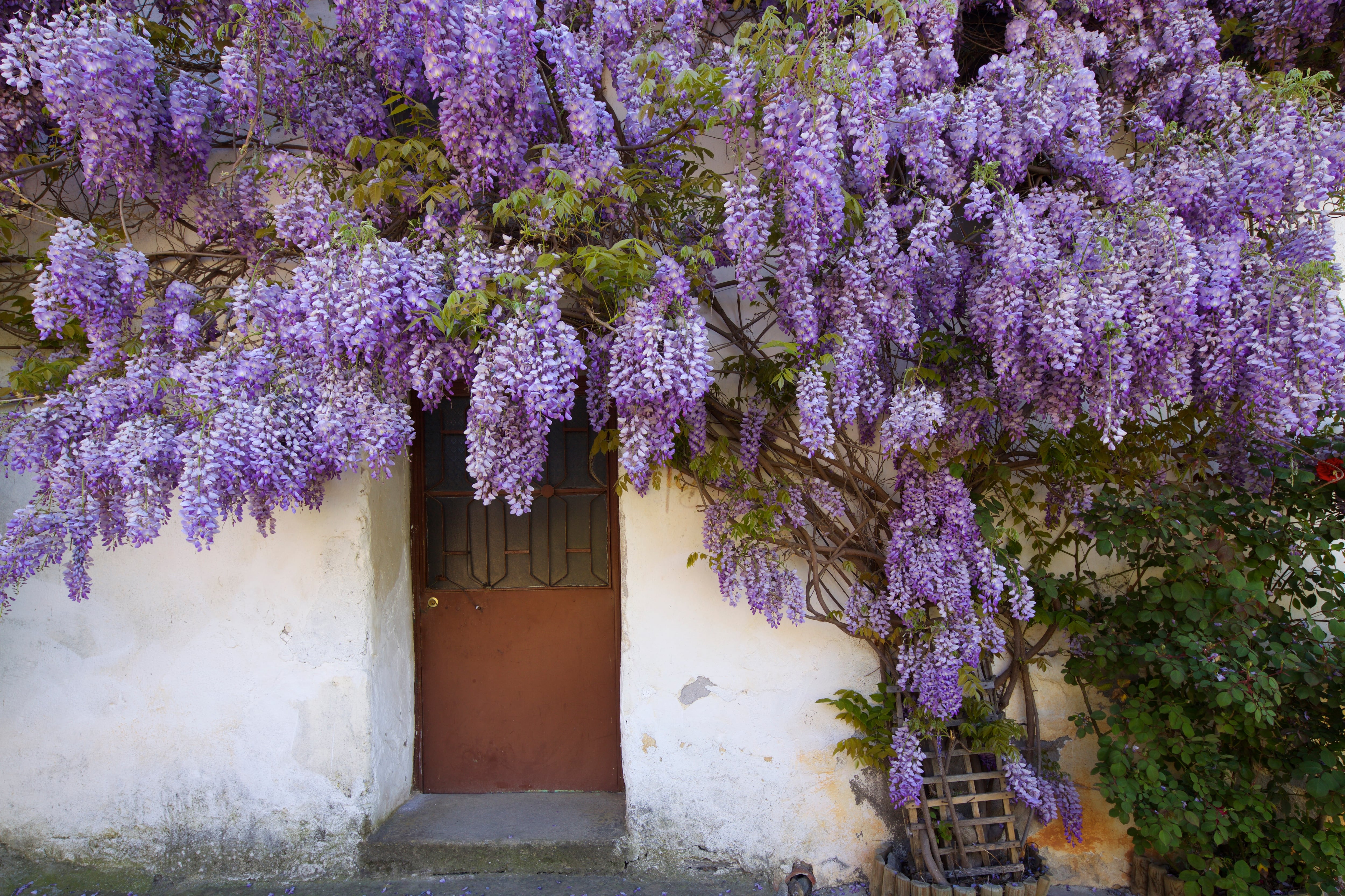 La glicinia, esa elegante cascada de flores violetas capaz de doblar el hierro